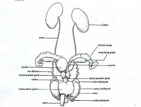 Gambar 2. Sistem reproduksi mencit jantan (Rugh,  1969) 