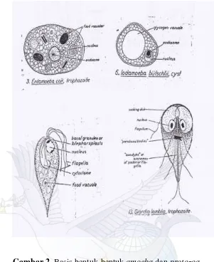 Gambar 2. Basis bentuk-bentuk amoeba dan protozoa 