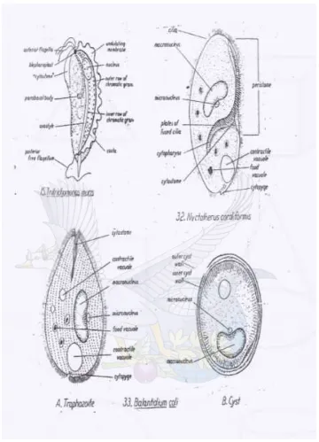 Gambar 3. Basis bentuk-bentuk amoeba dan protozoa 