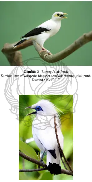 Gambar 3 : Burung Jalak Putih 