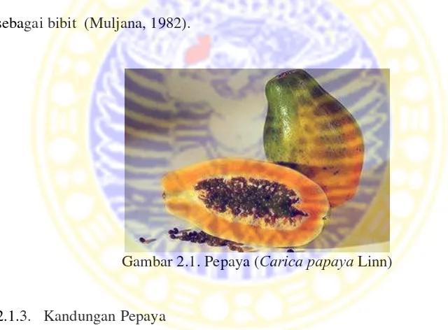 Gambar 2.1. Pepaya ( Carica papaya Linn)  