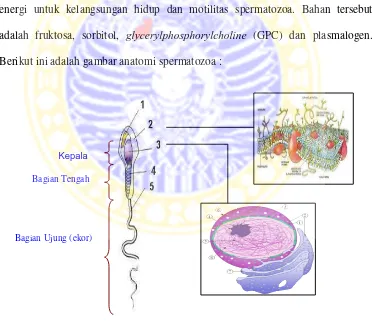 Gambar 2.2. Spermatozoa: (1) akrosom, (2) membran sel, (3) 1. nuclear envelope; 2.ribosom3