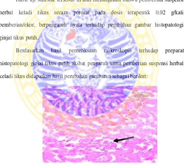 Gambar 4.1. Gambaran histopatologi ginjal tikus putih yang diberi dengan pelarut obat  selama 4 minggu (P0), hal ini menunjukkan tidak ada perubahan yang berarti