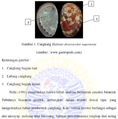 Gambar 1. Cangkang Haliotis diversicolor supertexta  