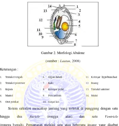 Gambar 2. Morfologi Abalone  