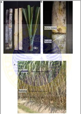 Gambar 8. Morutuh, ii. potongapada batang tebu, corfologi tanaman tebu varietas PS 881