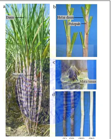 Gambar 10. Morfologi tanaman tebu varietas Bululawang. M
