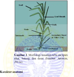 Gambar 1. Morfologi tanaman tebu meliputi 