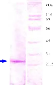 Figure 1. Cumulus oocyte complexes (COCs) collected fromfollicles.