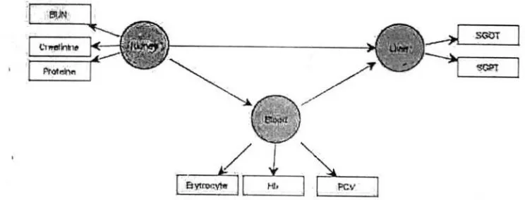 Figure 2. Empirical model for interaction liver and kidney function through blood as mediator