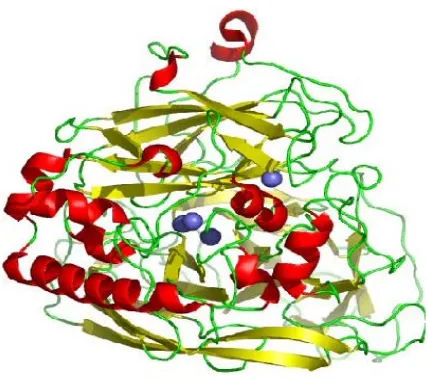 Gambar 2.2 Struktur enzim lakase yang diisolasi dari M. albomyces(Skalova, et al., 2007)