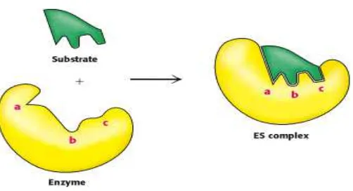 Gambar 2.2 Mekanisme kerja enzim model induced fit (Stryer et al., 2002) 