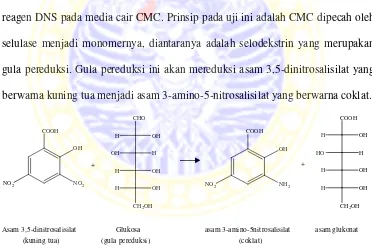 Gambar 4.2 Reaksi DNS dengan gula pereduksi (Fessenden dan Fessenden, 1997) 