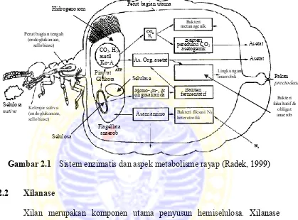 Gambar 2.1 Sistem enzimatis dan aspek metabolisme rayap (Radek, 1999) 
