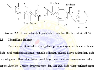 Gambar 2.2 Enzim xilanolitik pada xilan tumbuhan (Collins  et al., 2005) 