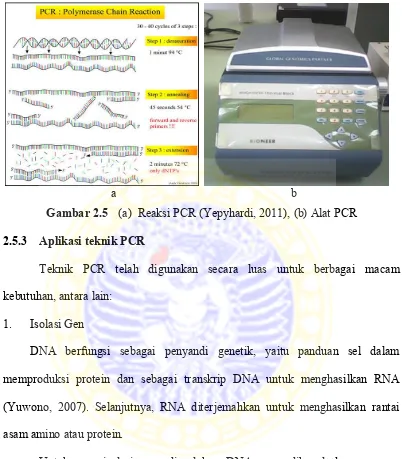Gambar 2.5 (a)  Reaksi PCR (Yepyhardi, 2011), (b) Alat PCR 