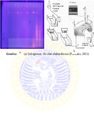 Gambar 2.6a  (a) Gel agarosa, (b) Alat elektroforesis (Pradhika, 2011). 