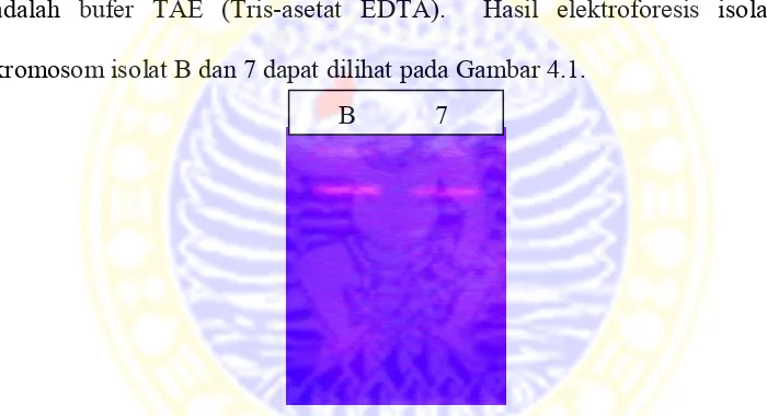Gambar 4.1 Elektroforesis hasil isolasi DNA kromosom (B) isolat B, (7) isolat 7  
