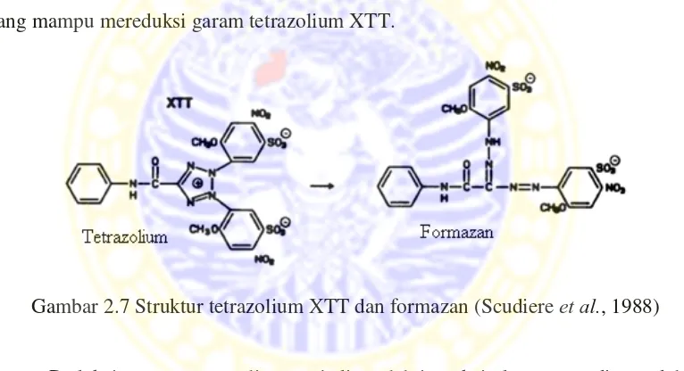 Gambar 2.7 Struktur tetrazolium XTT dan formazan (Scudiere et al., 1988)  