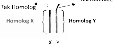 Gambar : Fragmen kromosm X dan Y 