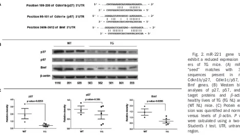 Fig. 2. miR-221genehealthy livers of TG (TG NL) and WT(WT NL) mice. (C) Protein expres-sion was quantiﬁed and normalizedversus levels ofexhibit a reduced expression in liv-ers‘‘seed’’sequencesCdkn1b/p27,Bmf genes