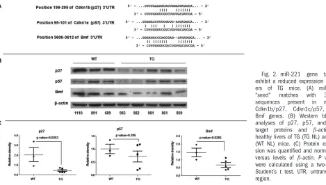 Fig. 2. miR-221genehealthy livers of TG (TG NL) and WT(WT NL) mice. (C) Protein expres-sion was quantiﬁed and normalizedversus levels ofexhibit a reduced expression in liv-ers‘‘seed’’sequencesCdkn1b/p27,Bmf genes
