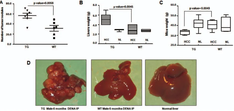 Fig. 3. miR-221 overexpression in mouse liver is correlated with increased cancer development