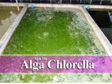 Gambar 3. Alga Chlorella sp sebagai salah satu alternatif bioremediasi logam berat di Teluk Buyat