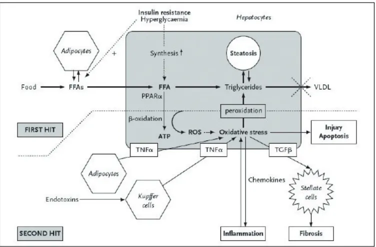 Figure 5. Means of triglyceride level in Mets, Mets With Fatty Liver and Mets with NASH 