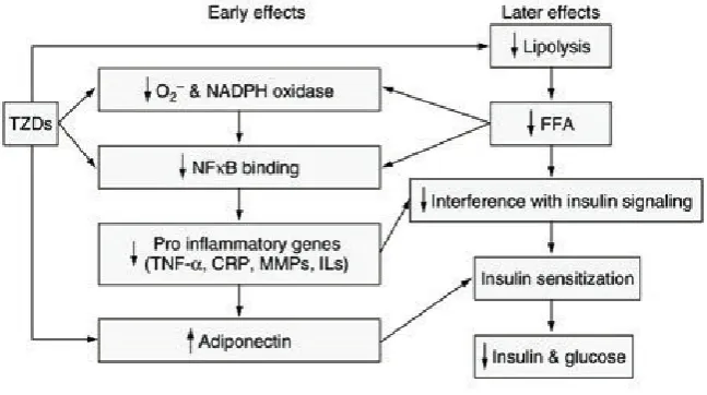 Fig. 5. TZDs affect oxidative stress and inﬂammation at multiple levels (adapted from Ceriello A, 2008).