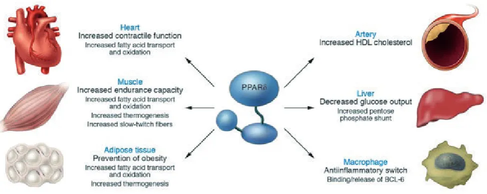 Fig. 6. Therapeutic targets of PPAR  in the MetS (Adapted from Barish GD, 2006).