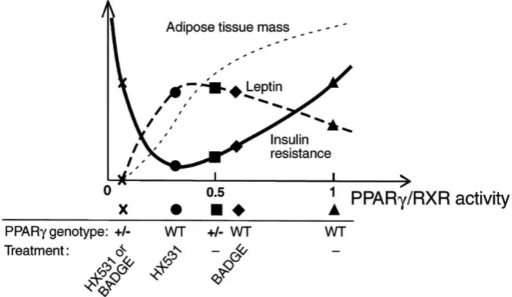 Fig. 3. One possible model for the relatioship between PPAR /RXR activity and insulin sensitivity on the HF diet (Adapted from Yamauchi T et al, 2001).