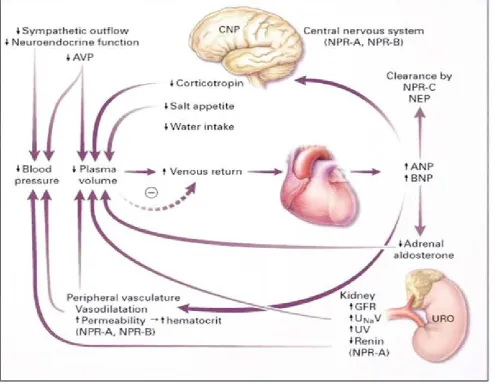 Figure 1. Phsiologic effect of Natriuretic Peptide is induced by the heart when venous return increases8Copyrigh© [1998] Massachusettes Medical Society