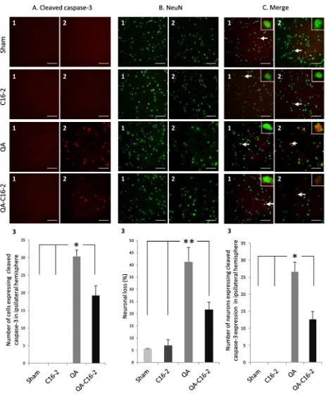 Fig. 5. Immunoﬂuorescence of cleaved caspase-3 and NeuN in rat striatum. Panels A–C represent the same areas of contra- and ipsi-lateral striatum (1 and 2, respectively) ofgroup