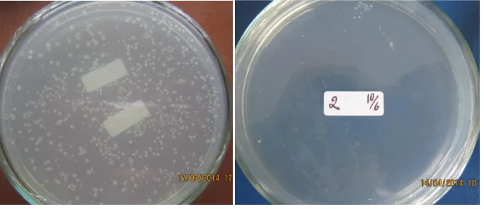 Gambar 5.4. Bakteri pendegradasi inulin dari sumber air panas Batu Bajanjang 