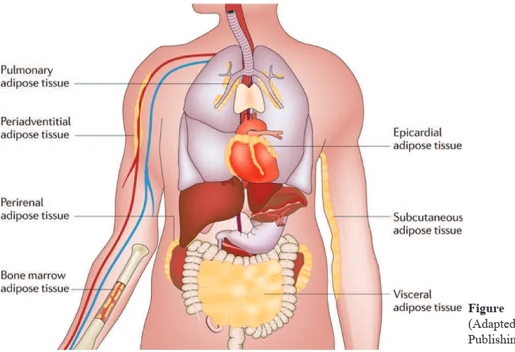 Figure 1. Adipose tissue depots. (14) 