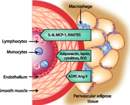 Figure 2. Interaction of PVAT with vascular endothelium, smooth muscle, and immune cells and the mediators involved.(10) (Adapted with permission from Springer).