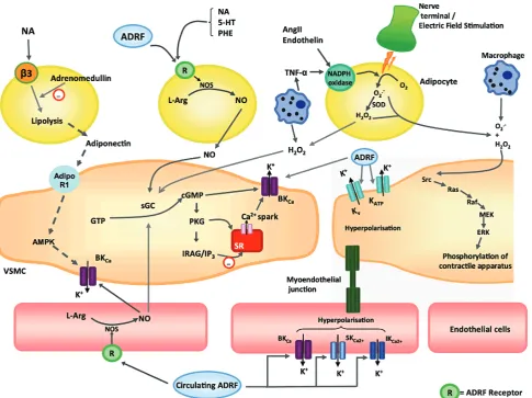 Figure 3. Potential mechanisms via which perivascular adipocytes, vascular smooth muscle cells and endothelial cells interact.(98) (Adapted with permission from Wiley and Sons, Inc.).