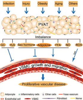 Figure 4. Schematic diagram for perivascular fat dysfunction and vascular disease. (114) (Adapted with permission from Wiley and Sons, Inc.).