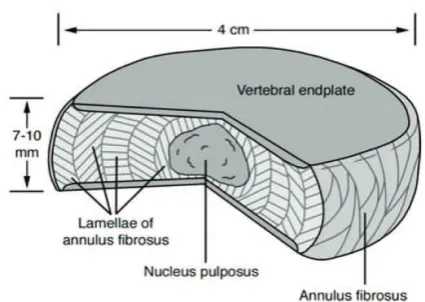 Figure 1. A line drawing of the spinal segment consisting of two vertebral bodies and a normal IVD  sandwiched between them.(30) (Adapted with permission from John Wiley & Sons).
