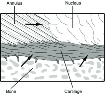 Figure 3. The central NP containing collagen fibers and elastin 