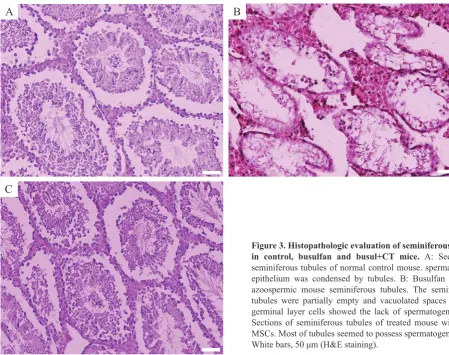 Figure 3. Histopathologic evaluation of seminiferous tubule in control, busulfan and busul+CT mice