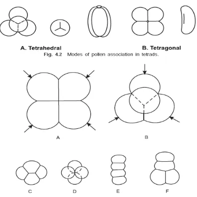 Gambar 3.  Bentuk-bentuk serbuk sari dari tampilan polar:1. Circular; 2. Circular-lobate; 3