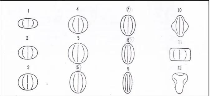 Gambar 4.  Bentuk serbuk sari dari tampilan equatorial: 1. Peroblate; 2. Oblate; 3. Suboblate; 4
