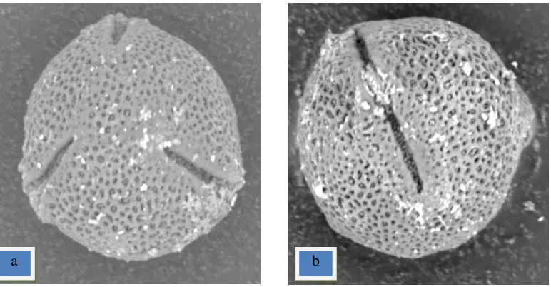 Gambar 7. Bentuk permukaan serbuk sari pada pepaya menggunakan mikroskop elektron tipe reticulate (a) tampak polar (b) tampak ekuatorial