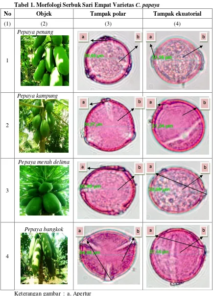 Tabel 1. Morfologi Serbuk Sari Empat Varietas C. papaya 