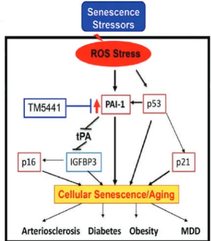 Figure 6. Molecular involvement of PAI-1 (plasminogen activator inhibitor-1) in cellular senescence and associated diseases.(216) (Adapted with permission from American Heart Association).