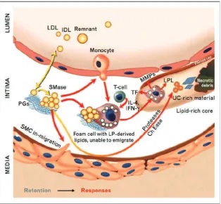 Figure 1. The response-to-retention model of initiation and progression of atherosclerosis.(21) (Adapted with permission from Wolter Kluwer Health).