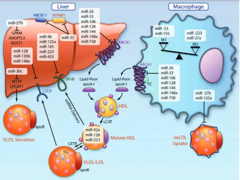 Figure 3.  MicroRNA (miRNA) orchestration of cholesterol homeostasis and macrophage activation in atherosclerosis.(11) (Adapted with permission from American Heart Association).