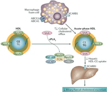 Figure 6. Acute-phase HDL. HDL undergoes substantial modification during an acute-phase response.(16) (Adapted with permission from Springer).